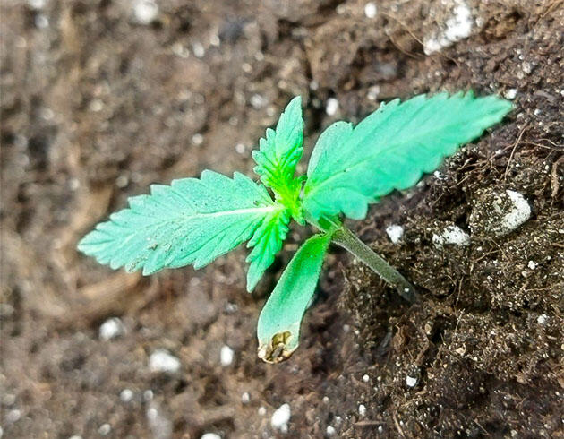 Пересадка конопли и полив отстоянной водой Росток Auto Tutankhamon от Pyramid Seeds на 1 неделе