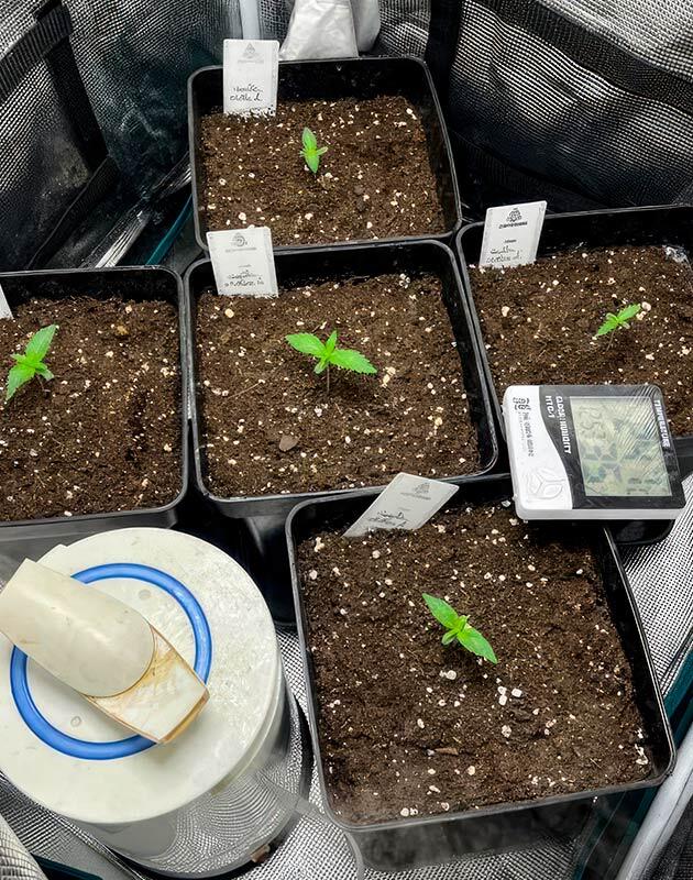 Ростки сорта конопли Gorilla Zkittlez Auto