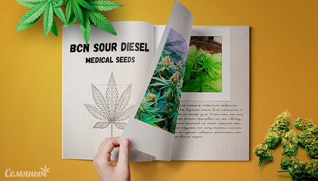 Гроурепорт сорта Bcn Sour Diesel