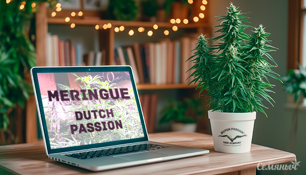 Выращивание на гидропонике сорта Meringue от Dutch Passion