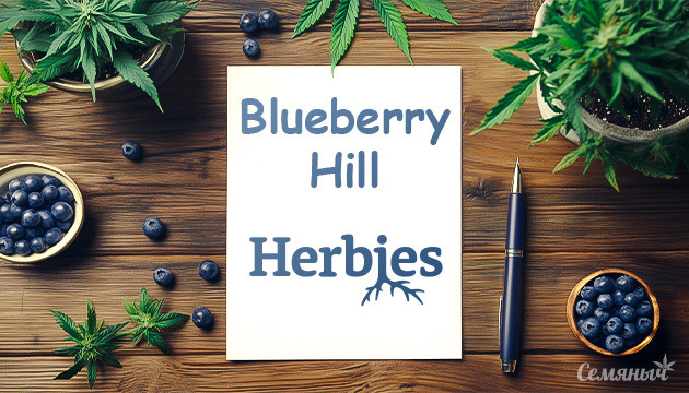 Гроурепорт сорта Blueberry Hill fem от Herbies Seeds