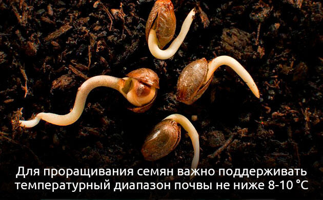 Проращивание семян марихуаны