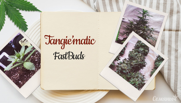 Гроурепорт сорта марихуаны Tangie'matic auto от FastBuds