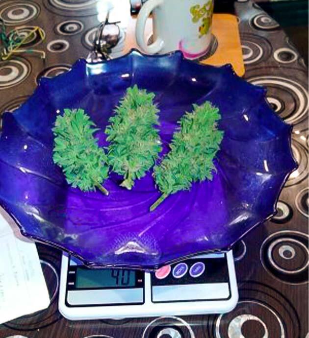 Харвест марихуаны Собранные шишки конопли