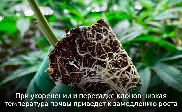 Укоренение рассады и клонов