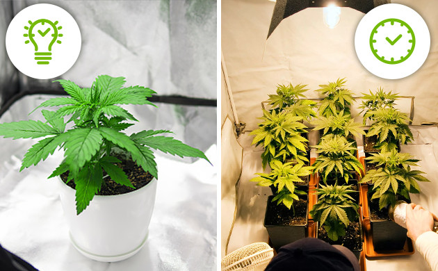 Сравнение характеристик урожайности автоцветущих сортов с фотопериодными Урожайность автоцветов