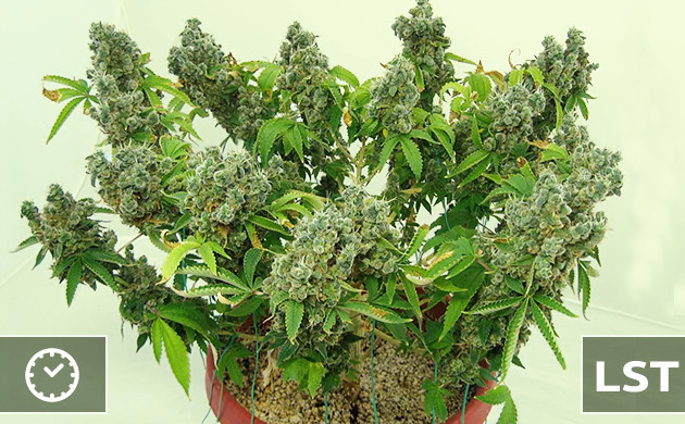 Использование LST для автоцветов